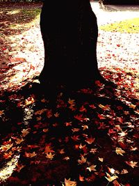 Leaves on tree trunk