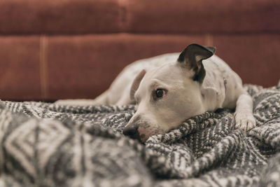 Close-up of dog relaxing on bed at home