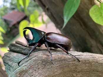 Close-up of insect on tree trunk