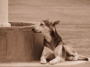 View of a dog looking away