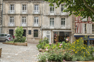 Flowering plants by building in city