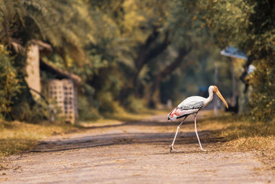 Side view of a bird walking on the ground