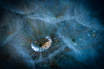 Close-up of water drops on broken plant