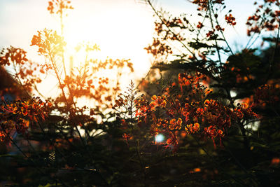 Close-up of orange flowering plants against sky during sunset