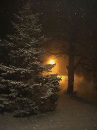 Trees in forest against sky at sunset