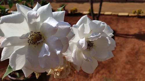Close-up of white rose flower