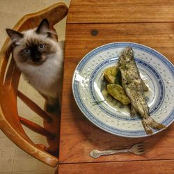 Close-up of cat on table