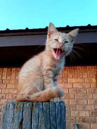 Cat yawning