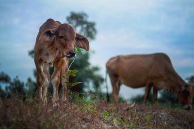 Calf standing on field against sky