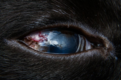 Close-up of dog eye