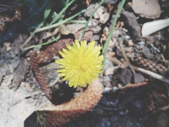 High angle view of yellow flowering plant