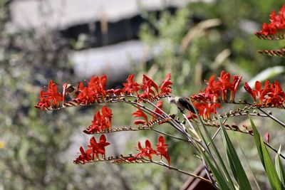 Close-up of hummingbirds on red flowers 