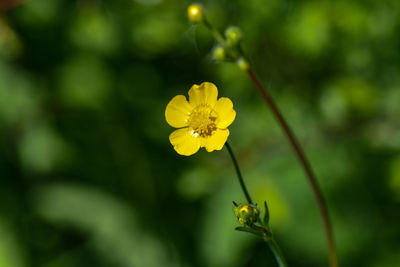 Close-up of yellow flowering plant