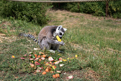 View of white eating food on field