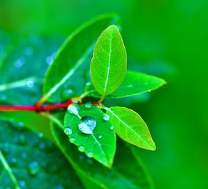 Close-up of raindrops on plant leaves