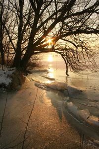 Bare trees on snow covered land during sunset