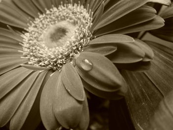 Close-up of water drops on white flowering plant