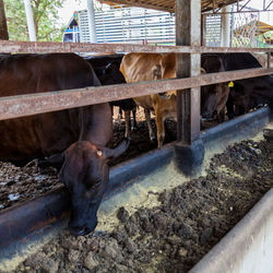 Close-up of cow