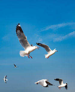 Low angle view of seagull flying against clear sky