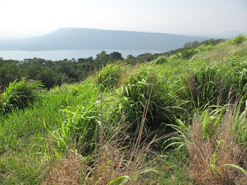 Plants growing on field against sky