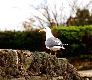 Close-up of bird perching on rock