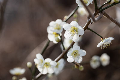 Close-up of white flowers on branch