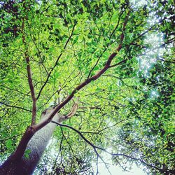 Low angle view of tree