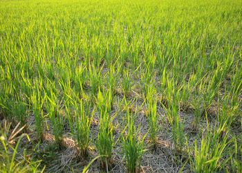 View of wheat field