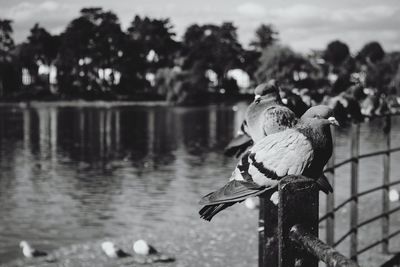 Close-up of bird perching on tree