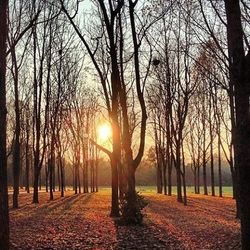 Sun shining through trees