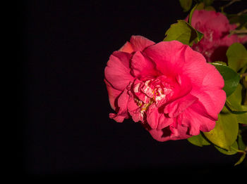 Close-up of pink rose over black background