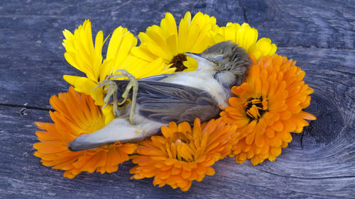 Close-up of yellow flower