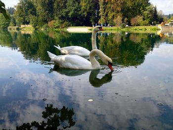 Birds in calm lake