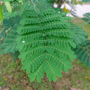 High angle view of fern leaf