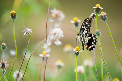 Close-up of butterfly pollinating on flower