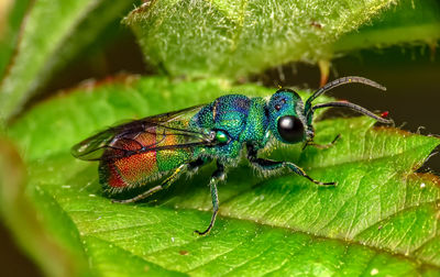 Close-up of insect on leaf