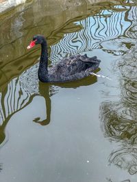 High angle view of swan swimming in lake