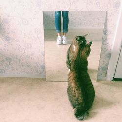 Cat sitting on floor at home