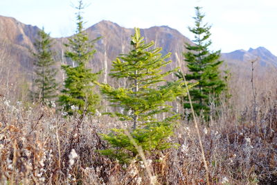 Panoramic view of pine trees on field against sky