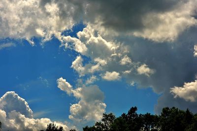 Low angle view of trees against blue sky