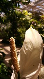 Close-up of flower