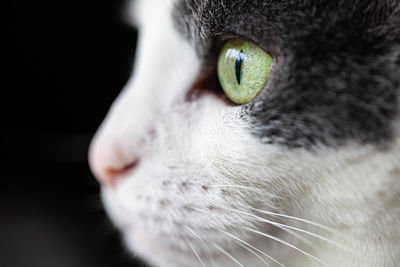 Close-up of cat looking away
