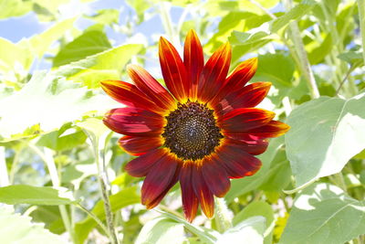 Close-up of flower