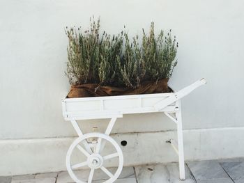 Close-up of potted plant