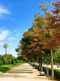 Footpath amidst trees against sky during autumn