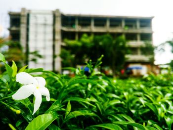 Close-up of flower blooming