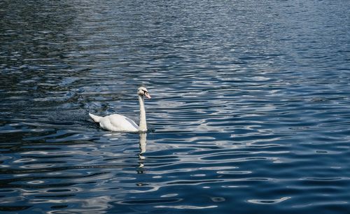 Swan swimming in lake