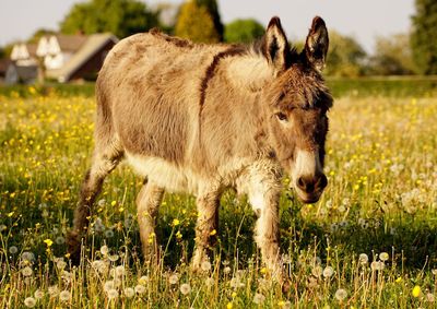 Close-up of donkey standing on field