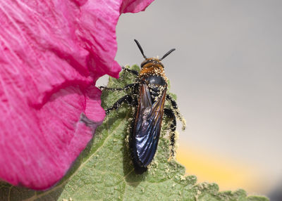 Close-up of butterfly pollinating on pink flower