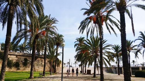 People walking on palm trees against sky